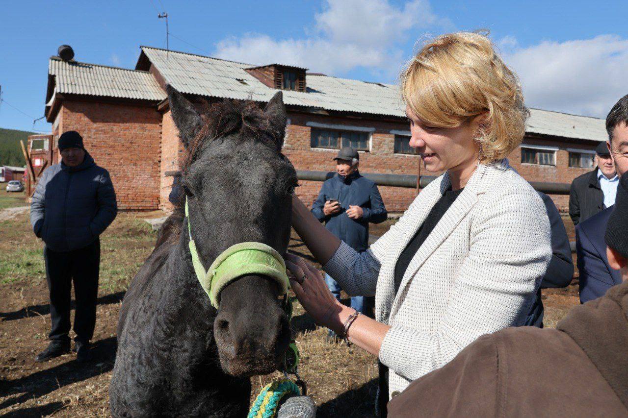 Фото Лошадей бурятского ипподрома будут испытывать 