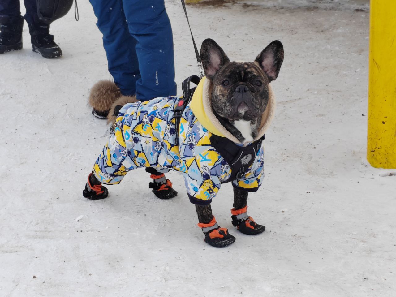 Фото Путешествующим за границу с питомцами напомнили о новых требованиях 