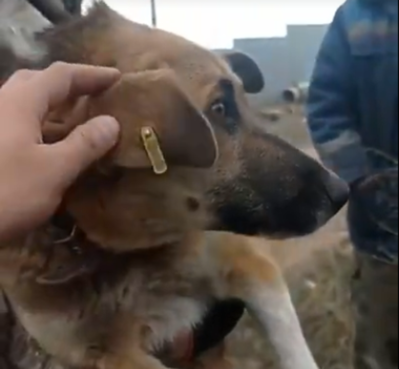 Фото В Улан-Удэ нашлась владелица собаки, спасенной из колодца