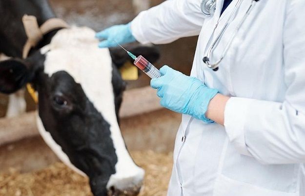 Фото В Бурятии начали вакцинировать здоровый скот от нодулярного дерматита