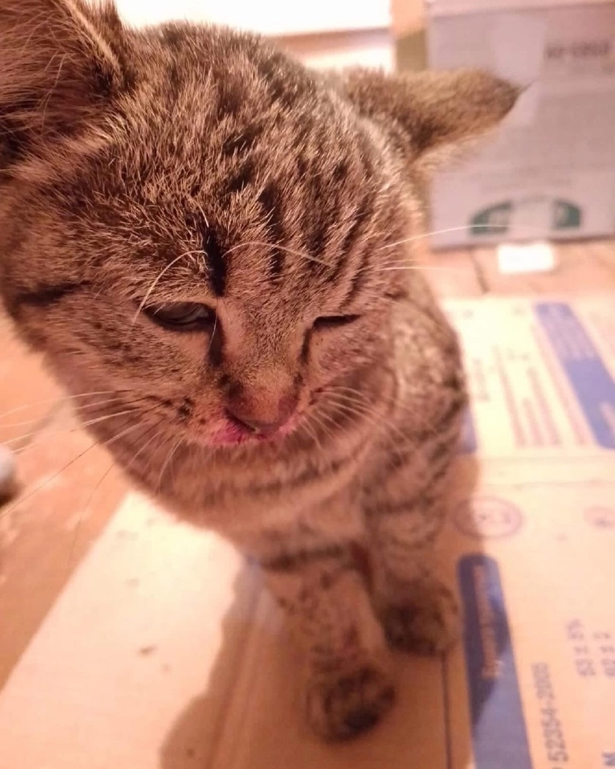 Фото Пьяные улан-удэнцы закидали 3-месячную кошку камнями