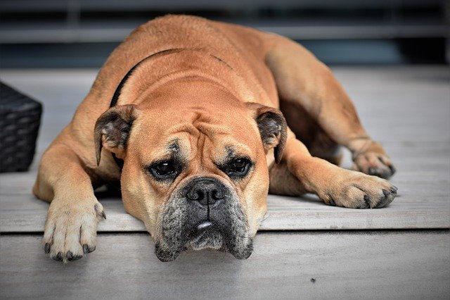 Фото Жителей Бурятии просят соблюдать правила выгула собак