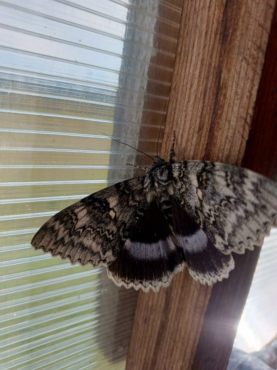 Фото В Тункинском национальном парке жительница Бурятии увидела редкую ночную бабочку