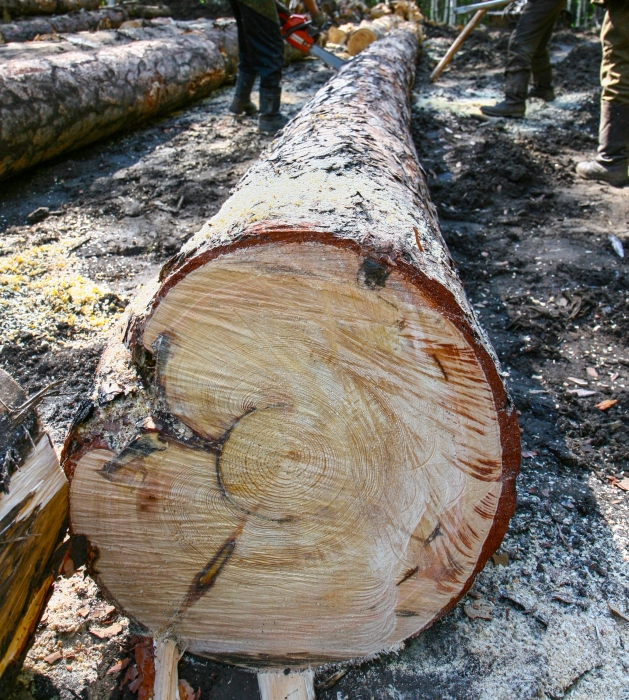 Фото На полмиллиона рублей нарубил дрова сельчанин в районе Бурятии