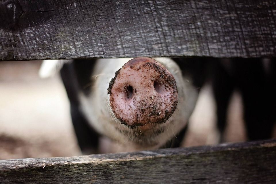 Фото В Бурятии продолжается вакцинация коров, овец и свиней
