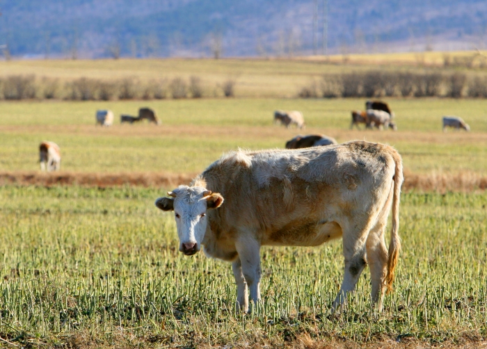 Фото Животноводы Бурятии получат новые субсидии на содержание скота
