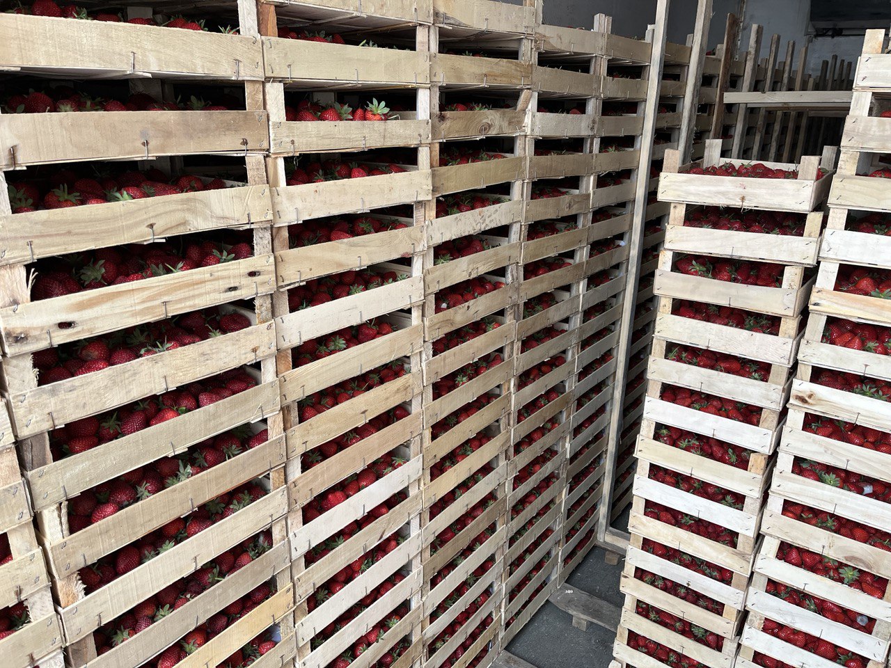 Фото Россельхознадзор проконтролировал ввоз трех тонн импортной клубники в Бурятию