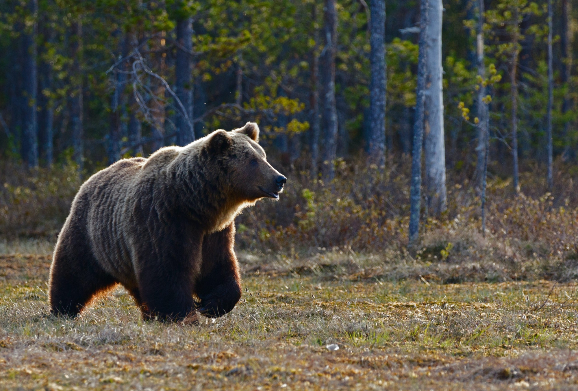 Фото Житель Бурятии встретился с медведем в лесу (ВИДЕО)