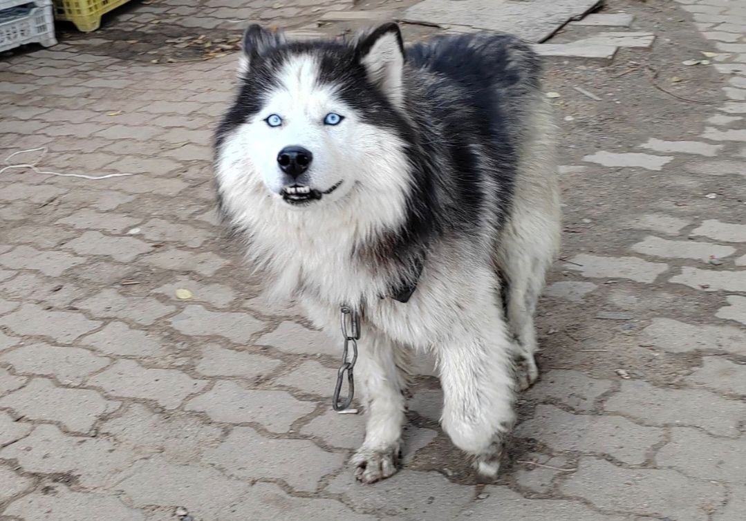Фото Памятка о переходе на электронный формат оформления протоколов исследований на титры антител к вирусу бешенства 