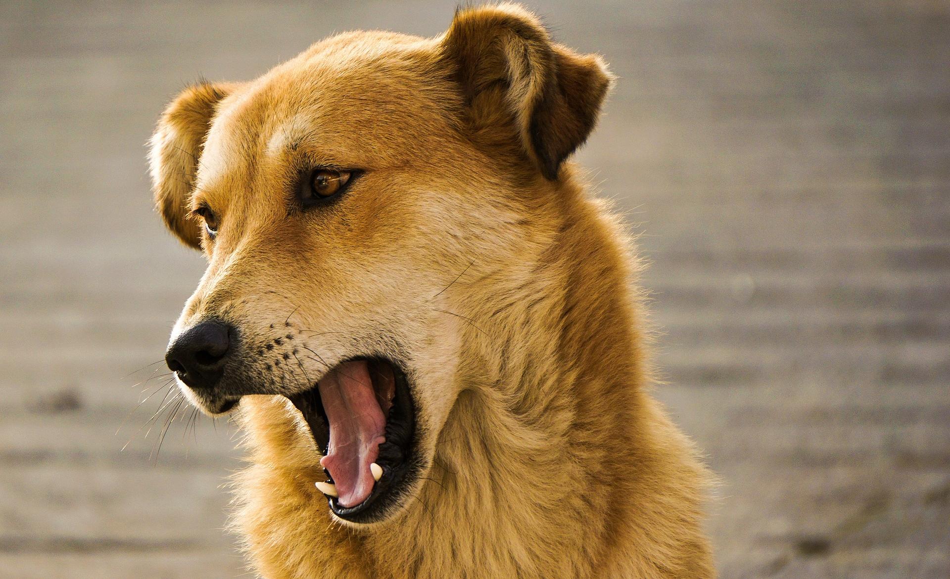 Фото В Бурятии будут штрафовать за нарушения правил выгула собак