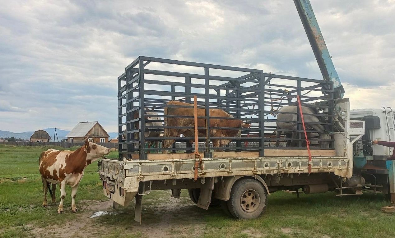 Фото Владельцев скота за выпас в Улан-Удэ оштрафовали на 200 тыс. рублей