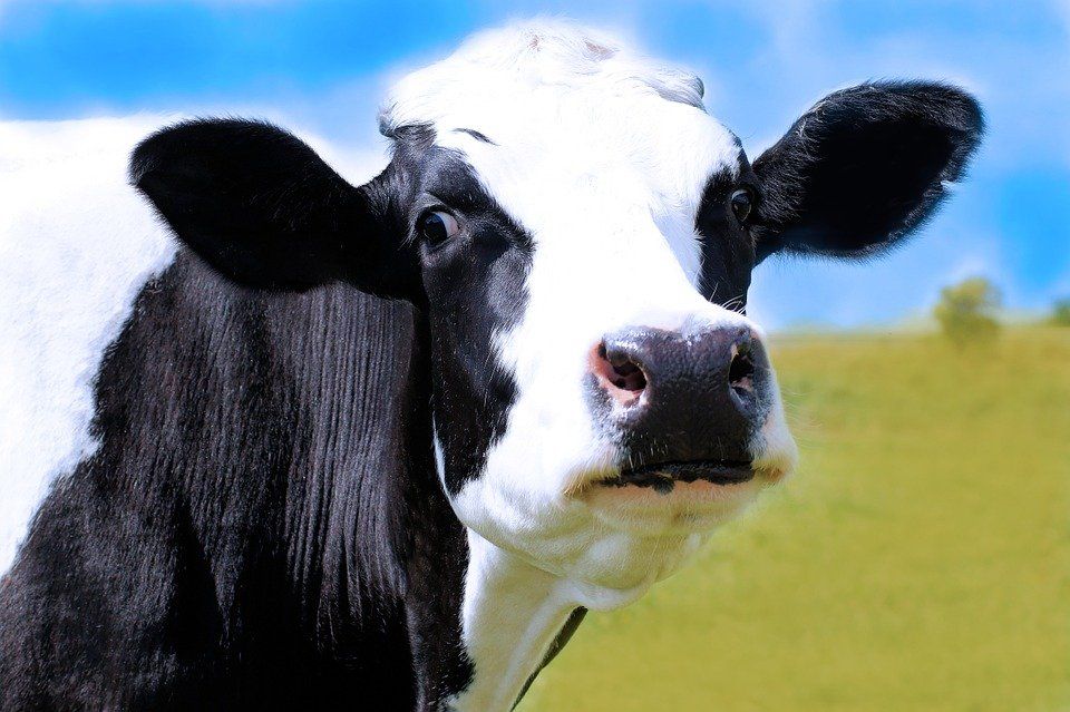 Фото В Улан-Удэ суд не признал корову на дороге источником повышенной опасности