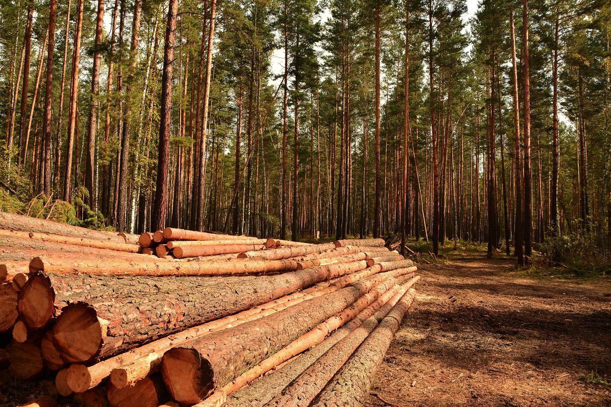 Фото Жителям Бурятии предлагают бесплатно забрать древесину для отопления