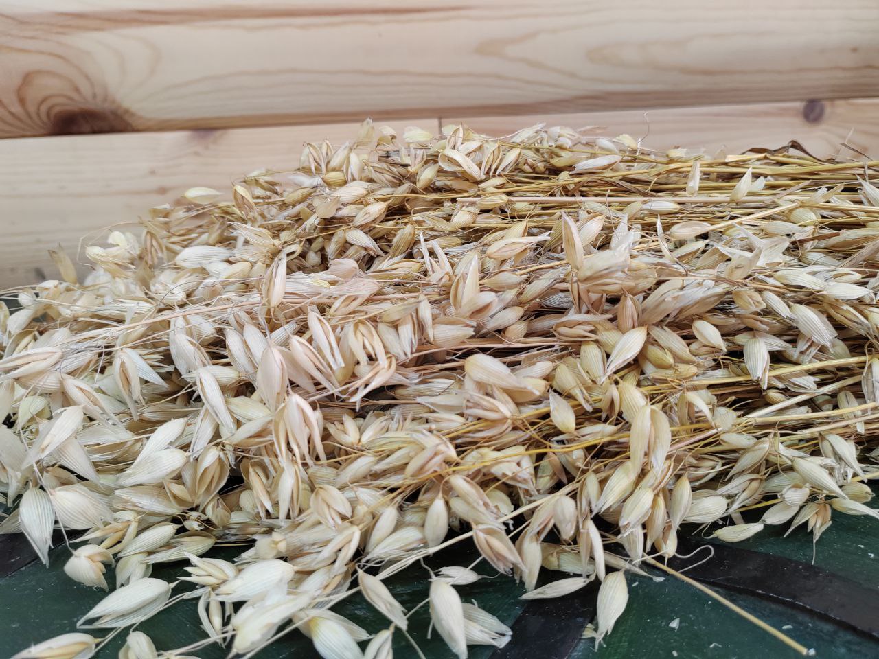 Фото В Бурятии за нарушения в области карантина растений объявлено 925 предостережений