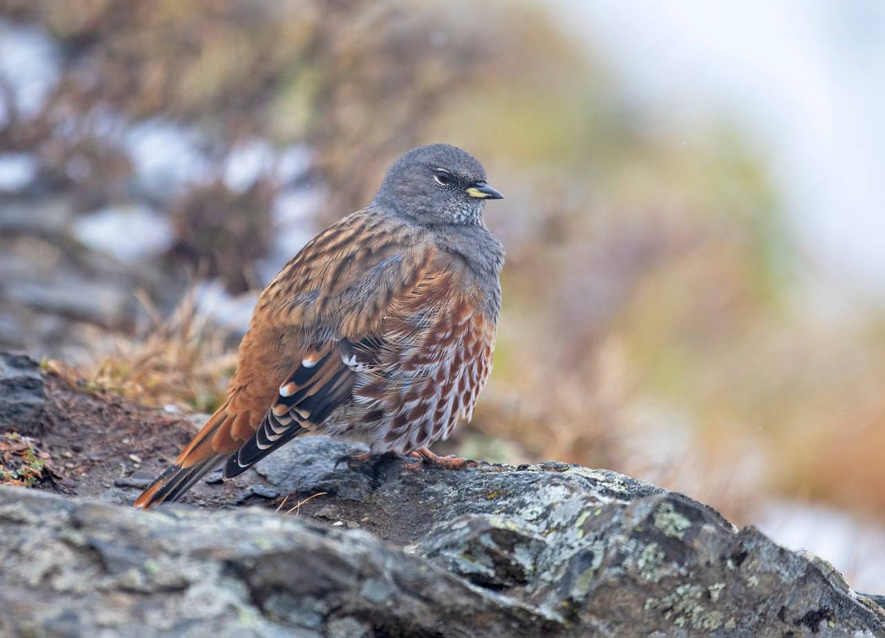 Фото В Бурятии альпийская завирушка попала в объектив на пике Любви