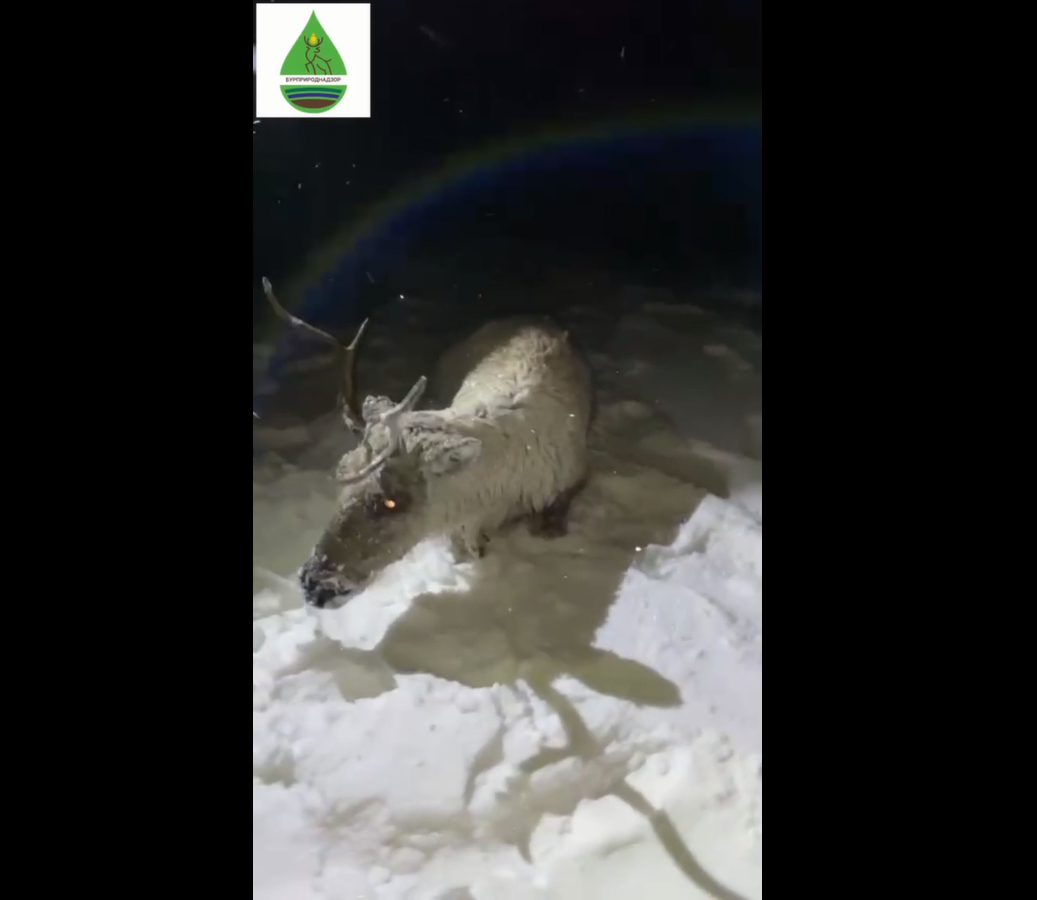 Фото В Бурятии госинспекторы вызволили оленя из вод Северного Байкала (ВИДЕО)