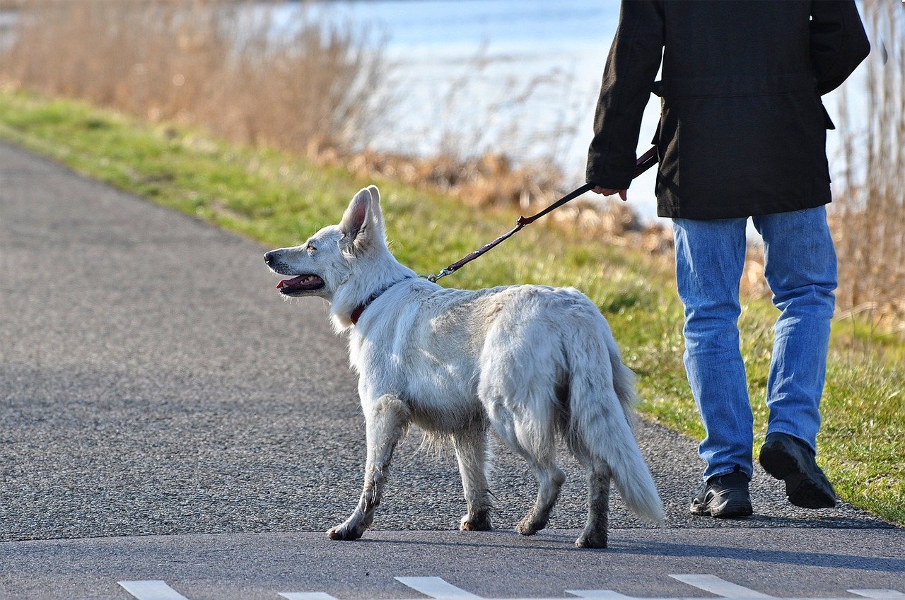 Человек гуляет с собакой фото