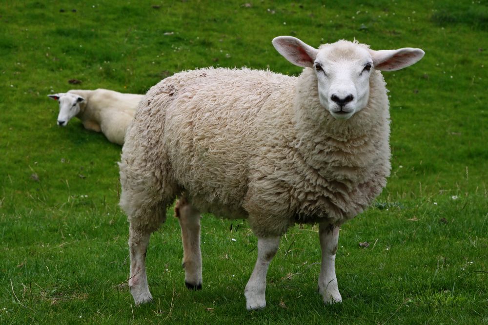 Фото В Улан-Удэ состоится долгожданный праздник стрижки овец (6+)