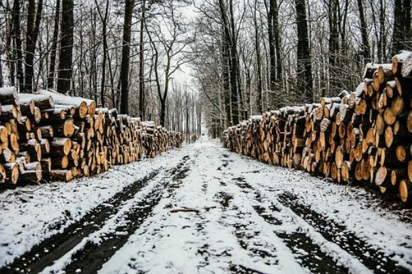 Фото В Бурятии «черный лесоруб» напилил дров на 450 тысяч