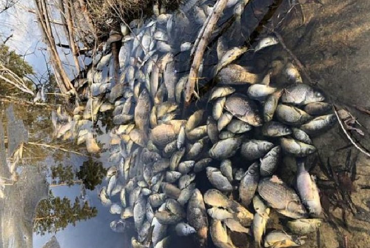 Фото Природоохранная прокуратура: массовая гибель рыбы в Усольском районе вызвана естественными причинами