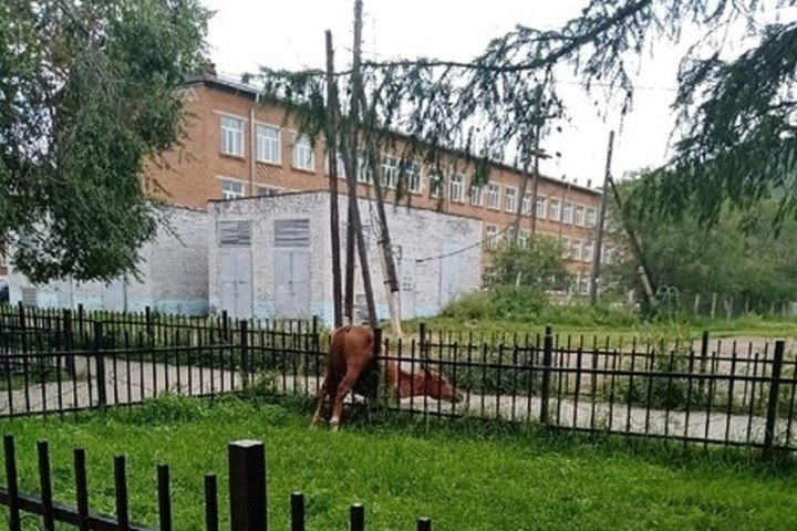 Фото В Закаменском районе Бурятии вновь пострадала лошадь
