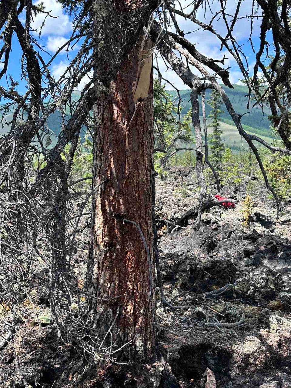Фото В Бурятии тушат семь лесных пожаров