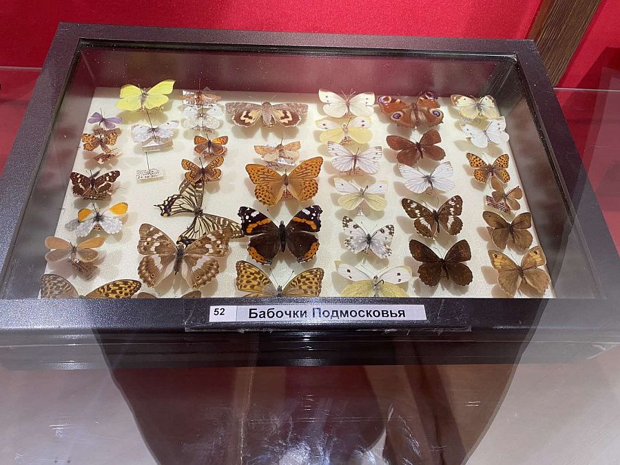 Фото В музее Бурятии можно посмотреть на пятьсот бабочек, жуков и стрекоз