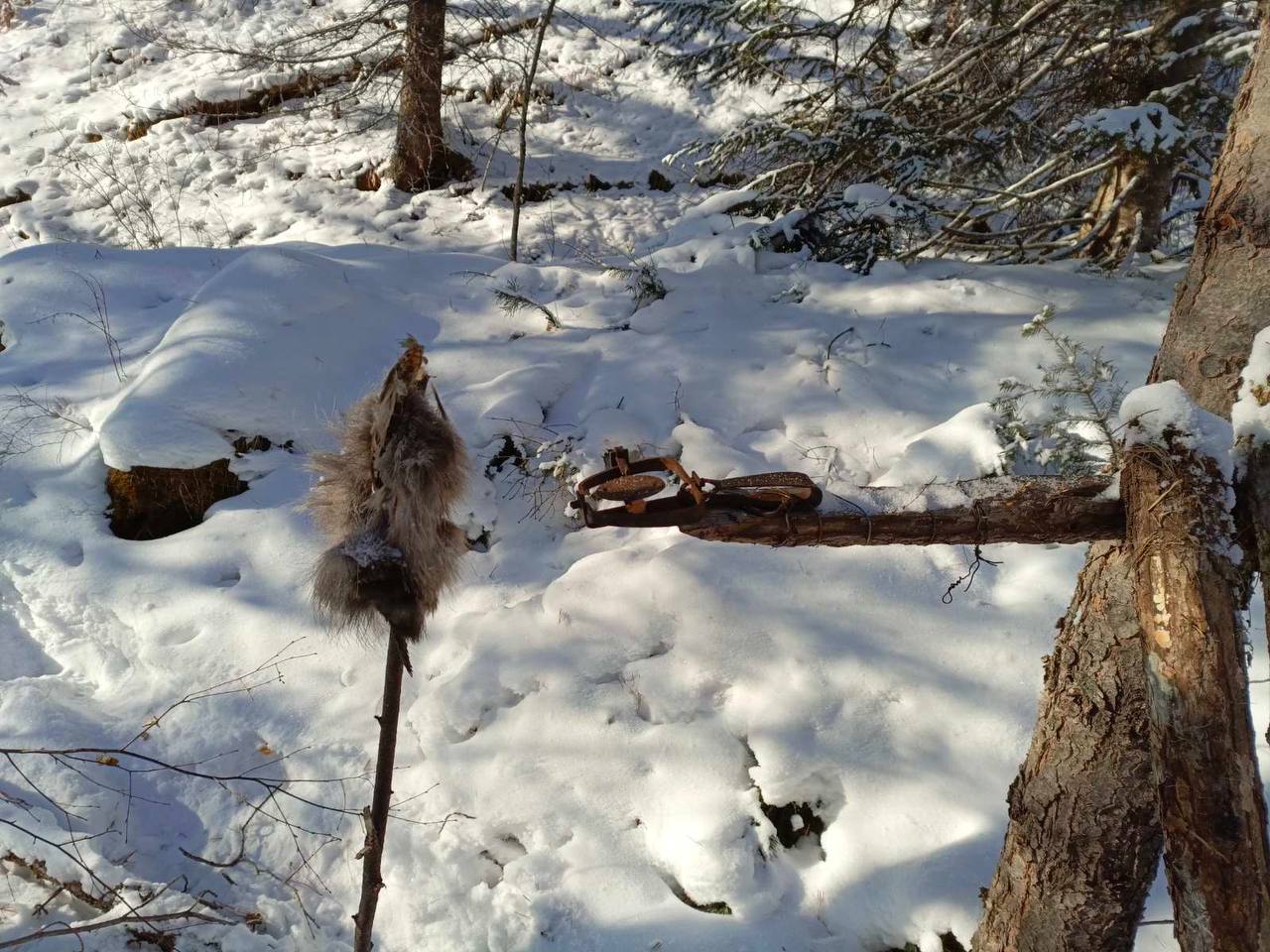 Фото В национальном парке Бурятии задержали браконьера с убитым соболем