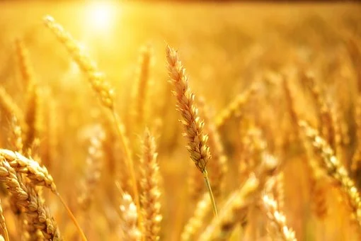 Фото В Бурятии отметили рекордную урожайность по зерновым