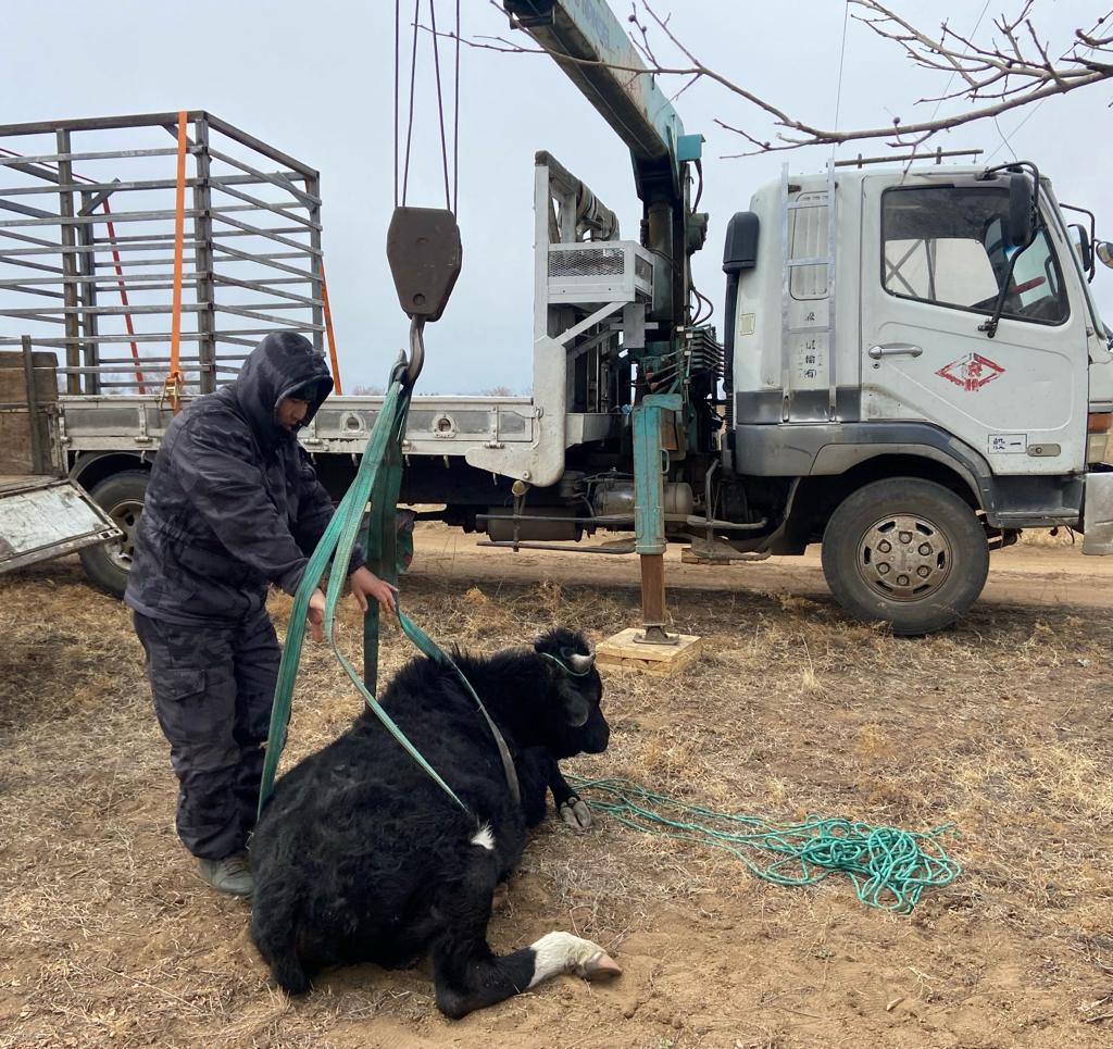 Фото В пригороде Улан-Удэ отловили безнадзорный домашний скот