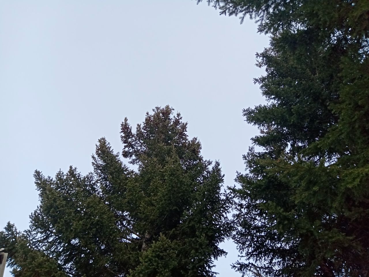 Фото В Заиграевском районе Бурятии школьники и лесники заложили новый лес