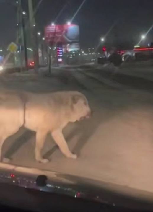 Фото В Улан-Удэ хозяева за пропавшего пса готовы заплатить триста тысяч рублей