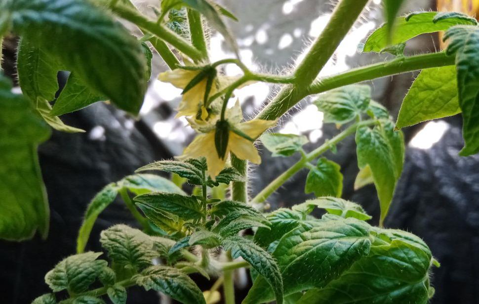 Фото Чем удивит жителей Улан-Удэ сельскохозяйственная ярмарка