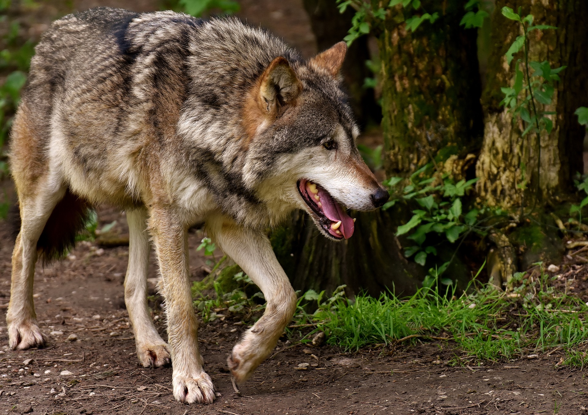 Фото В районе Бурятии лютуют дикие волки