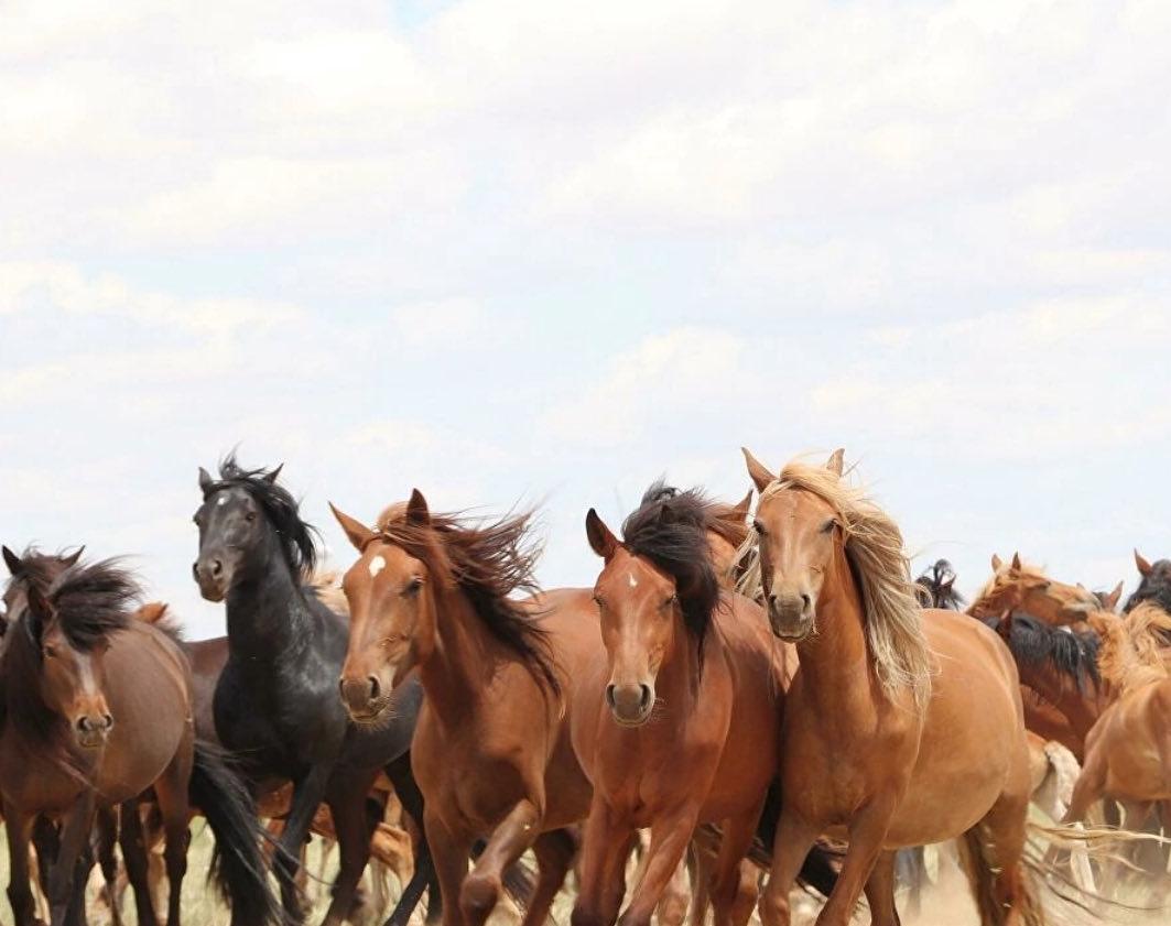 Фото Сразу 4 хозяйства в Бурятии претендуют на статус разводчика племенных лошадей