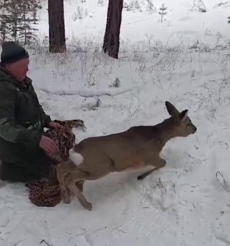 Фото В улан-удэнский детсад забежала погостить косуля