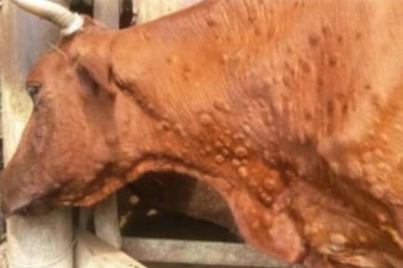 Фото Бурятским фермерам, чей скот пострадал от дерматита, выделили 74,4 млн. рублей