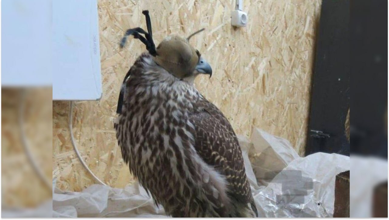 Фото Редкого кречета в тайнике авто пытались перевезти через Бурятию