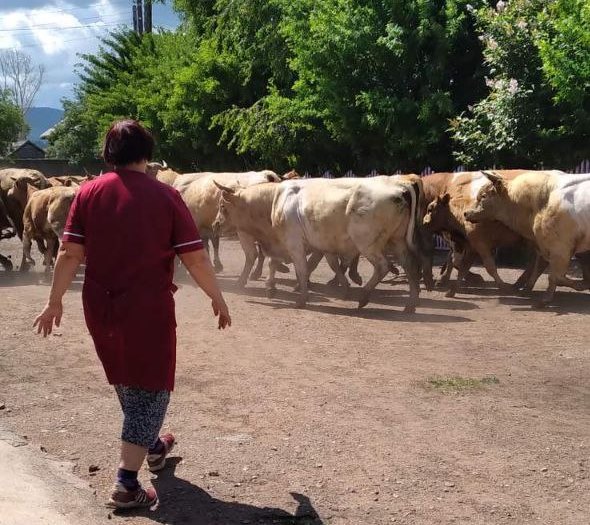 Фото В районе Бурятии детей спасали от стада быков