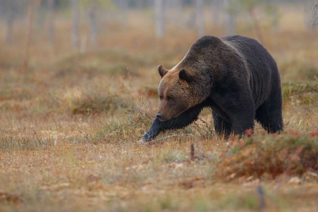 Фото В Бурятии обнаружили два случая трихинеллеза в мясе медведей