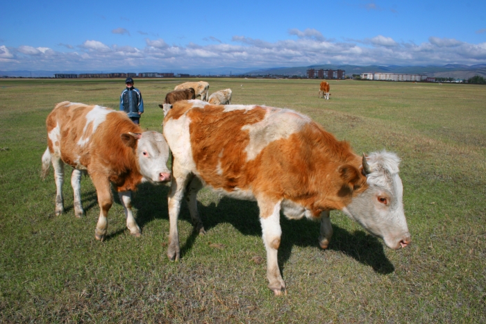 Фото От удара молнии в Иволгинском районе Бурятии погибли две коровы