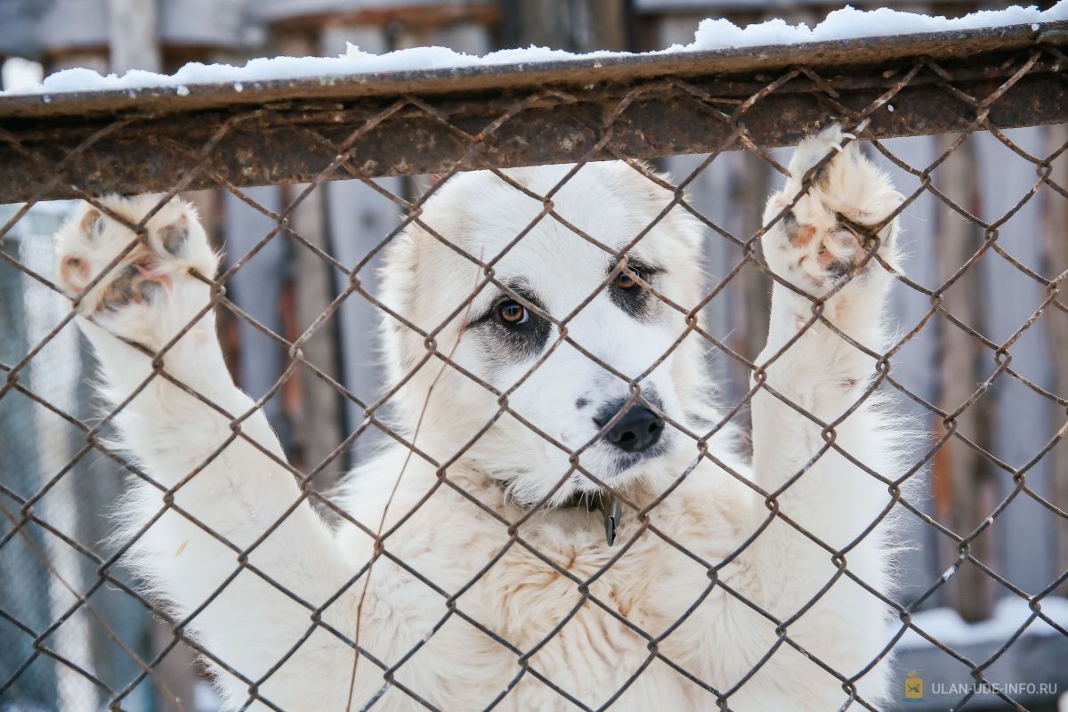 Фото В этом году в Улан-Удэ отловят около 4 тысяч бездомных собак