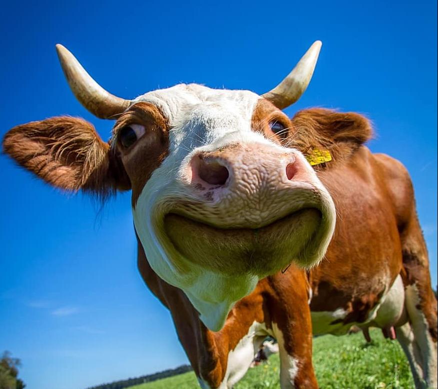 Фото Глава буддистов России заявил о нерентабельности коров южных пород в Бурятии