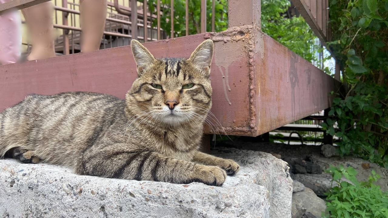 Фото В столице Бурятии стартует льготная стерилизация кошек