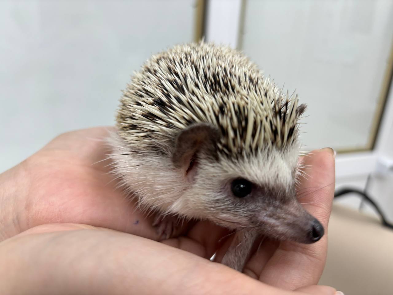 Фото Ветеринары улан-удэнской клиники осмотрели африканского карликового ежа 