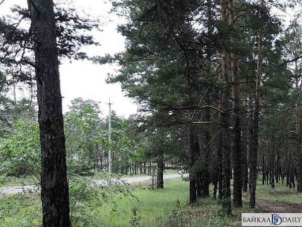 Фото В Улан-Удэ разрешили вырубить 2300 деревьев