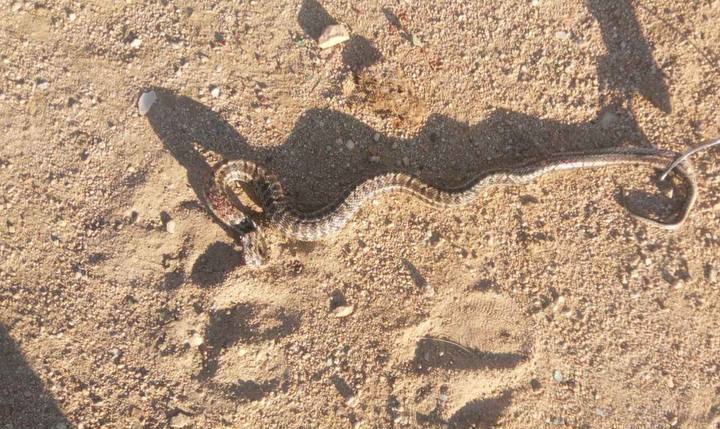 Фото В Заиграевском районе Бурятии местные жители поймали змею