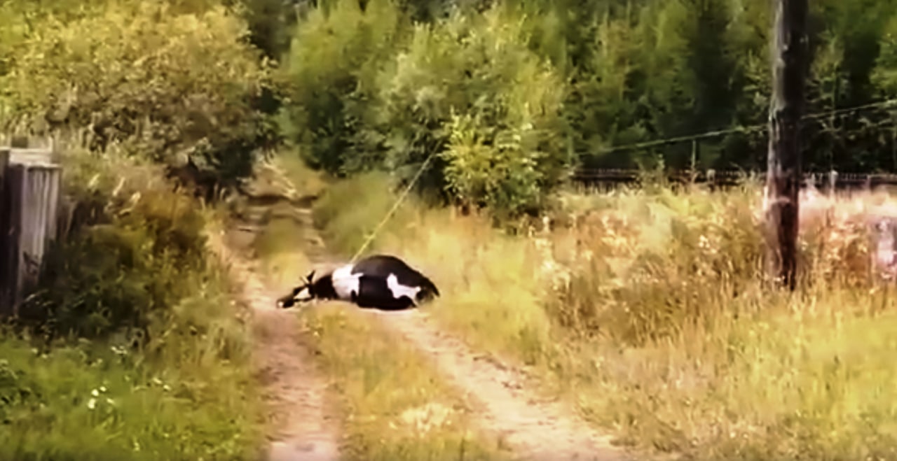Фото В районе Бурятии от удара током погибла корова