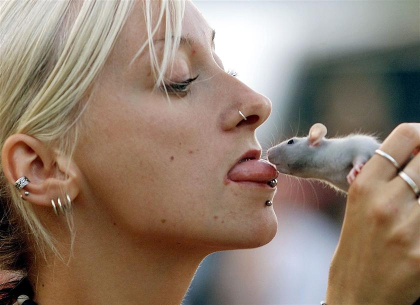 Фото Вирус крысы поразил почки женщины в Германии