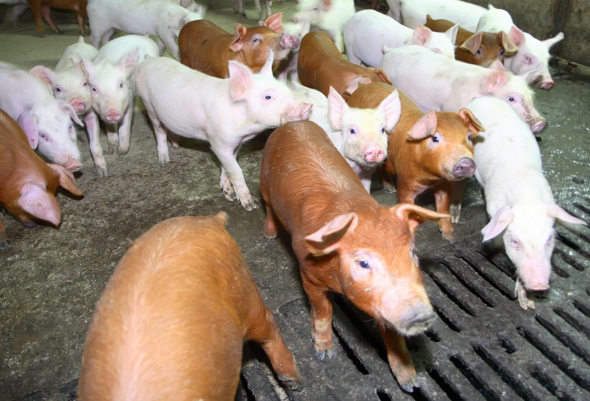 Фото В Бурятии 140 тыс. свиней вакцинируют против классической чумы